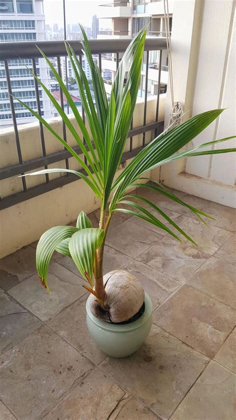 椰子 盆栽 做爱怎么做